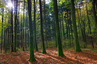 Forest of trees