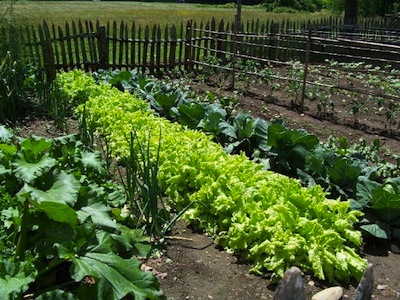 Organic gardening